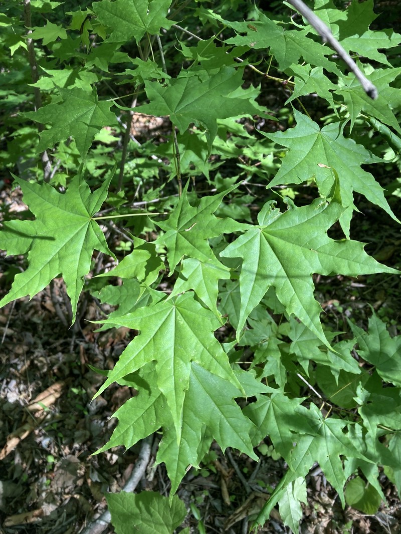 Acer pictum subsp. mono photo 8