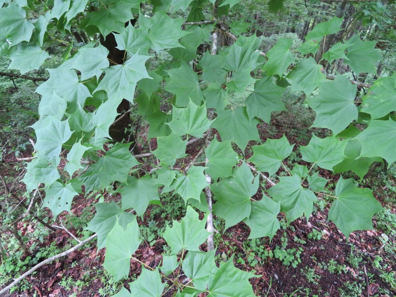 Acer pictum subsp. pictum