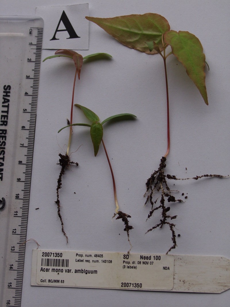 Acer pictum subsp. pictum photo 2