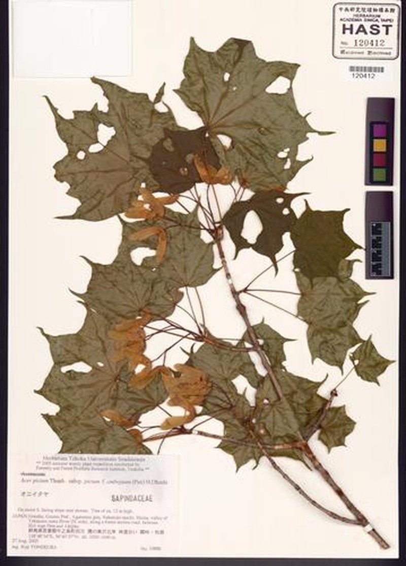 Acer pictum subsp. pictum photo 3