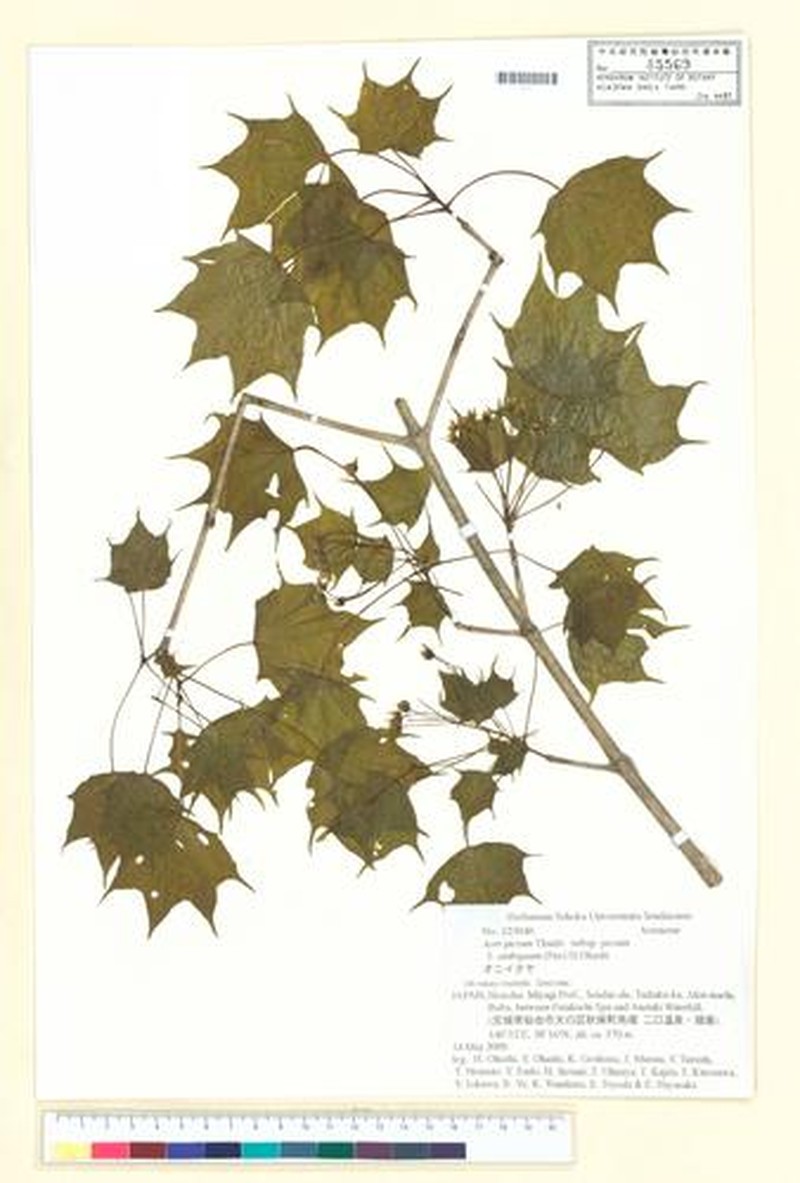 Acer pictum subsp. pictum photo 4