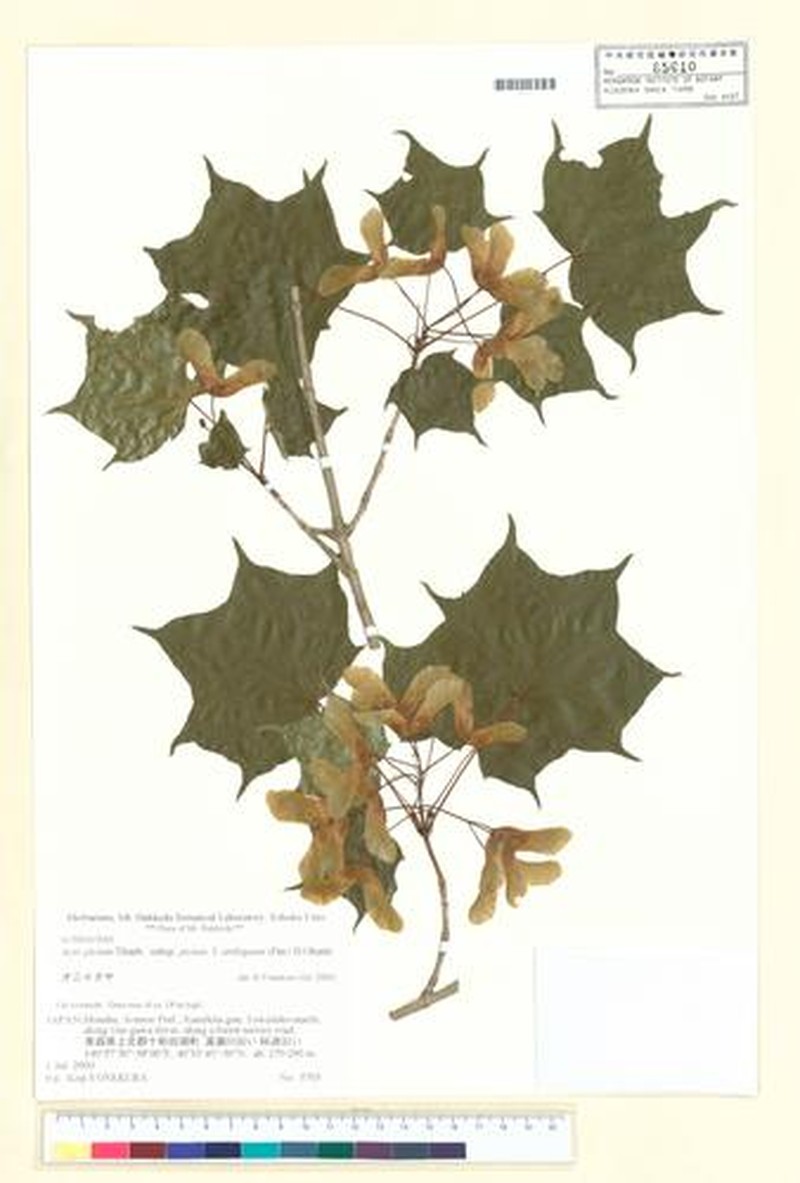Acer pictum subsp. pictum photo 5