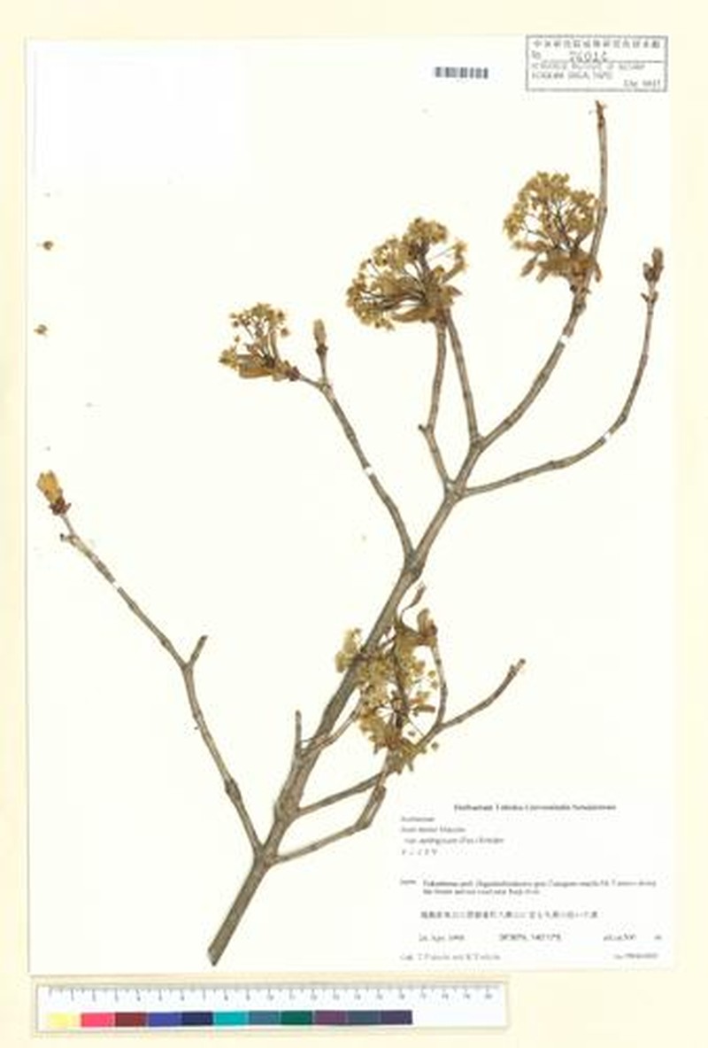 Acer pictum subsp. pictum photo 6