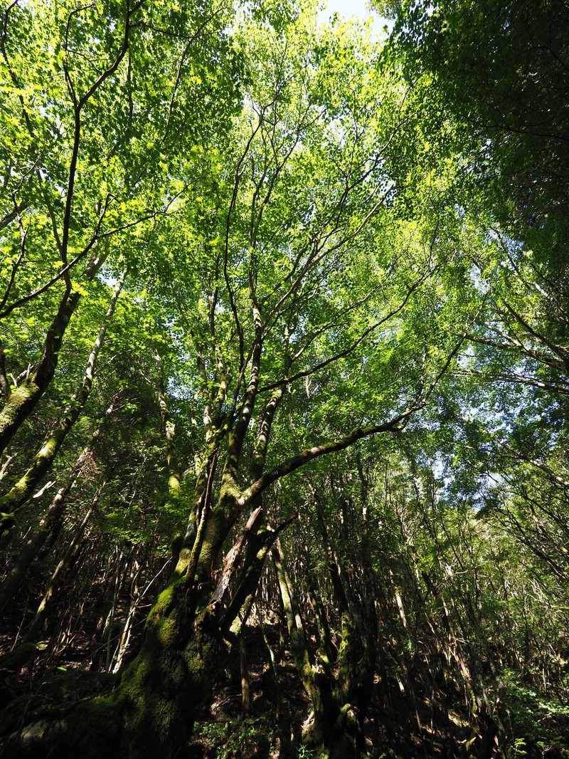 Acer pictum subsp. savatieri
