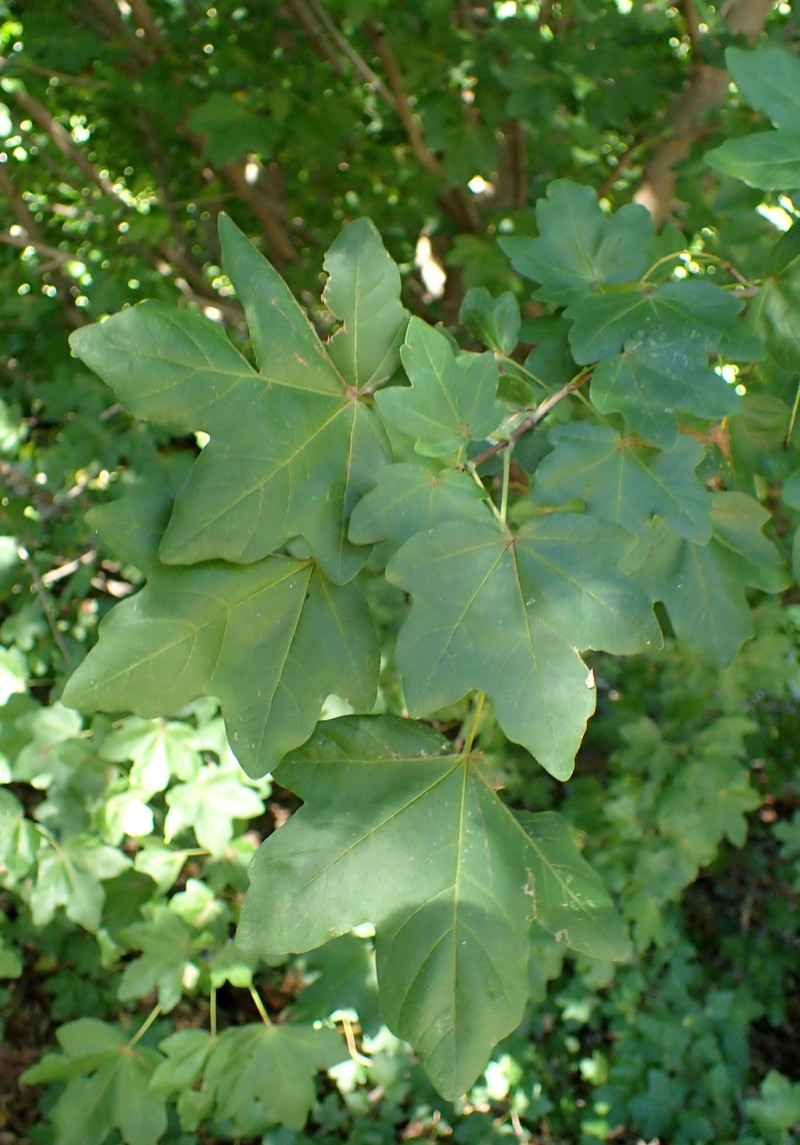Acer pilosum photo 4