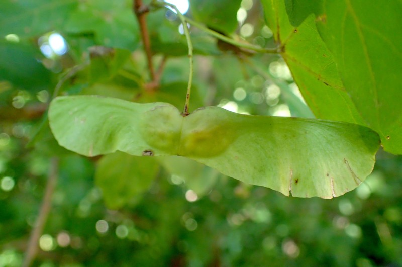 Acer pilosum photo 5