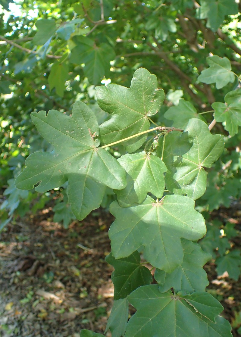 Acer pilosum