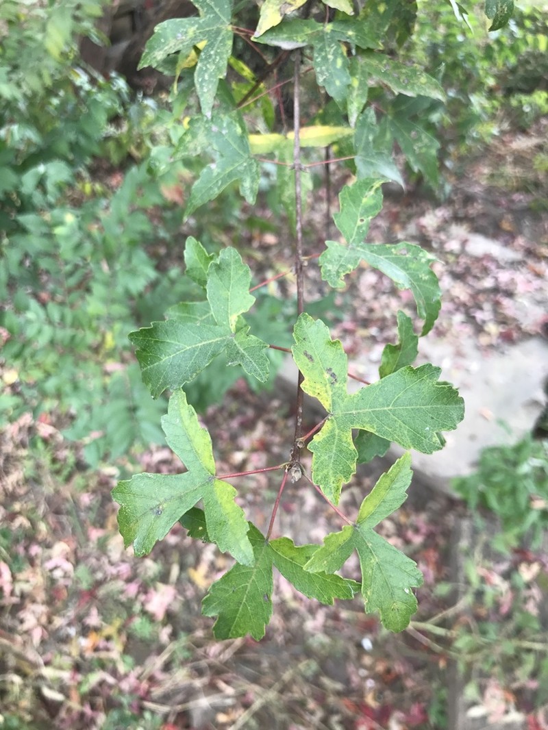 Acer pilosum photo 2