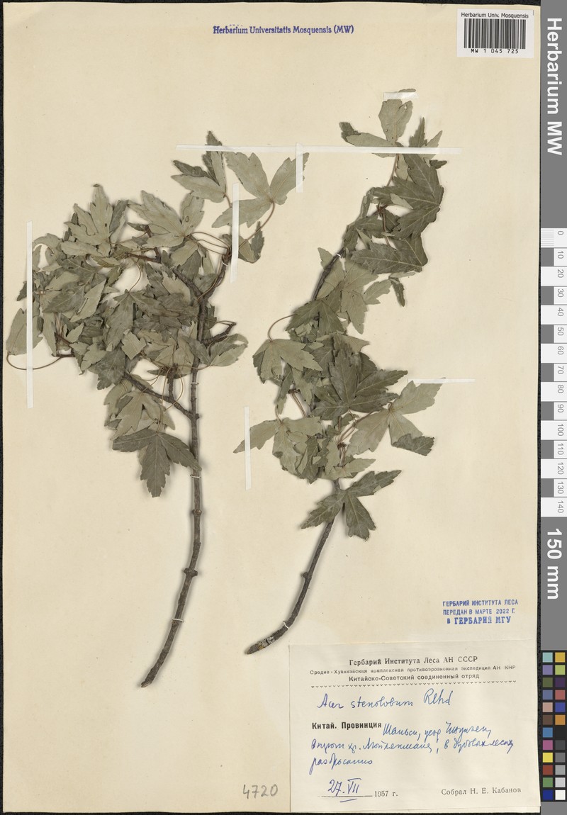 Acer pilosum photo 3