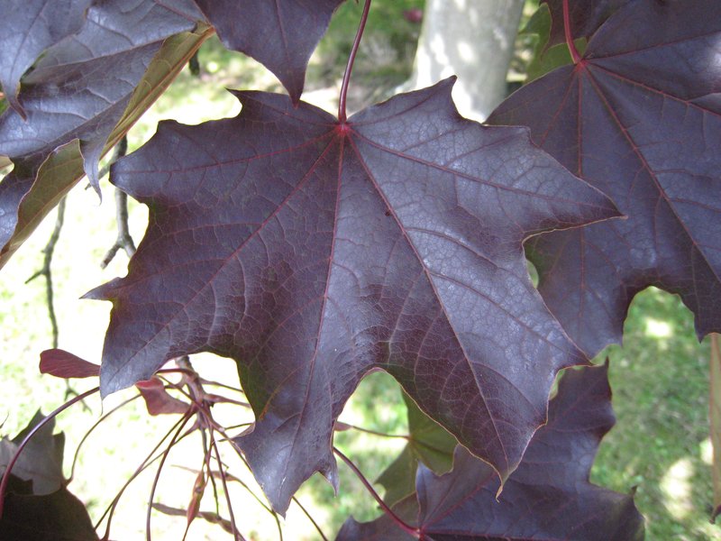 Norway Maple photo 2
