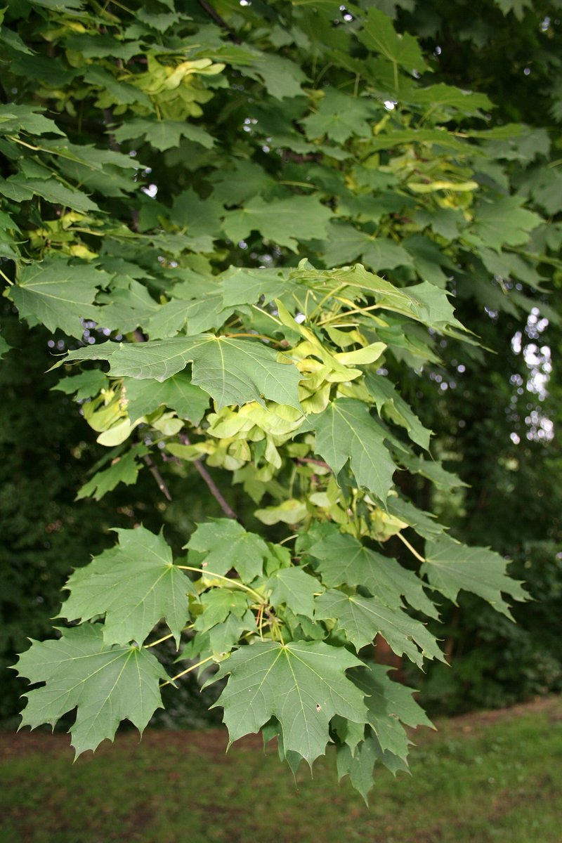 Norway Maple photo 3
