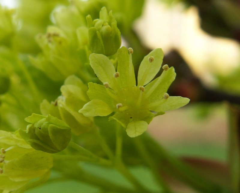 Norway Maple photo 4