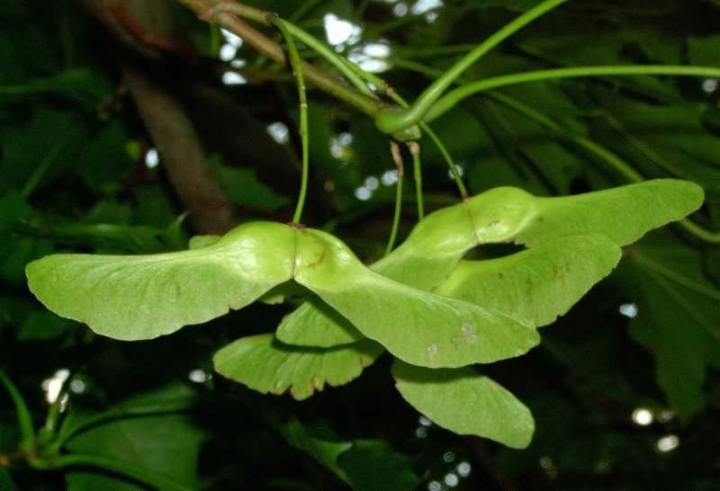 Norway Maple photo 5