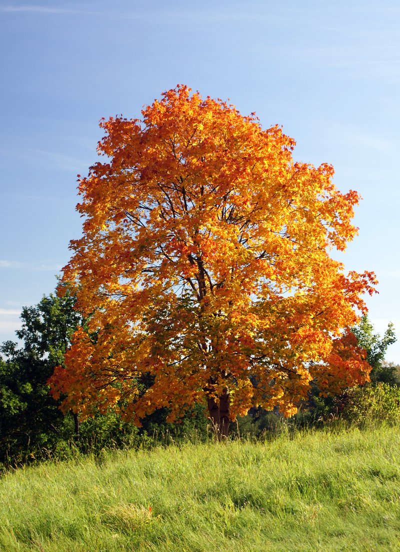 Norway Maple photo 6