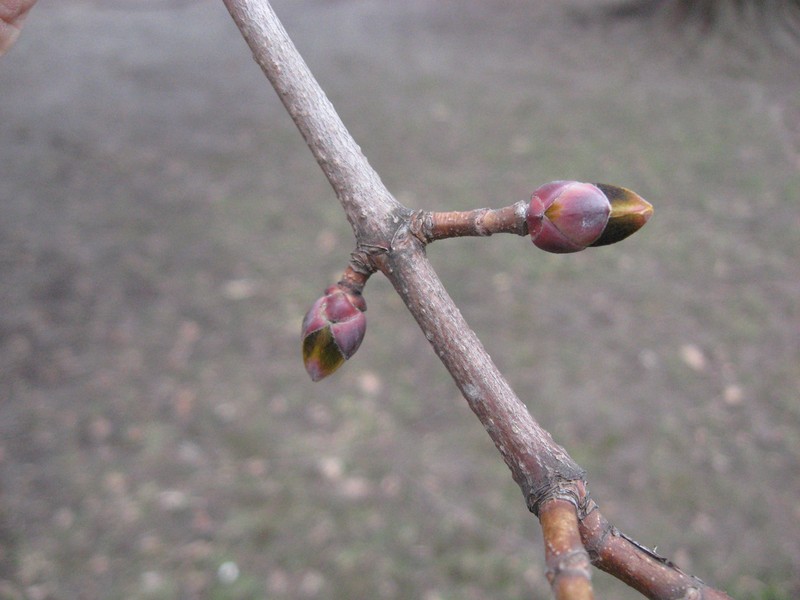 Norway Maple photo 7