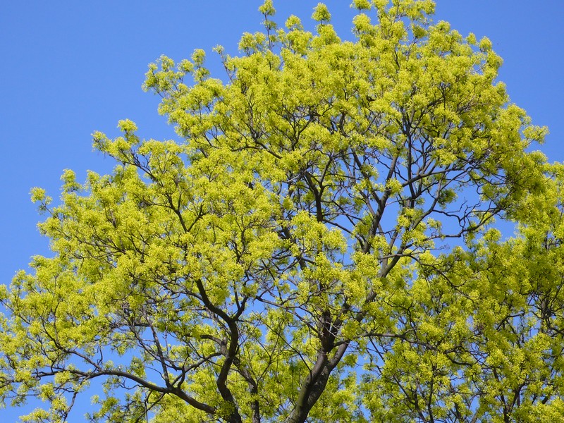 Norway Maple photo 8