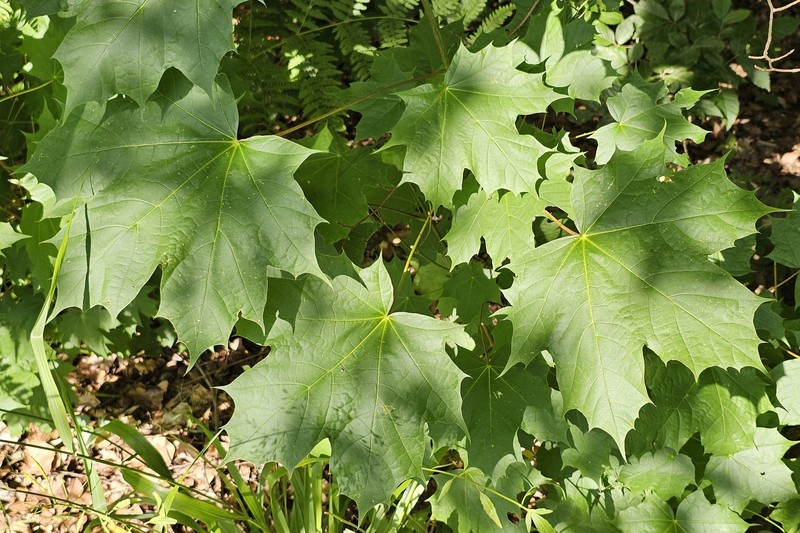 Acer platanoides subsp. platanoides