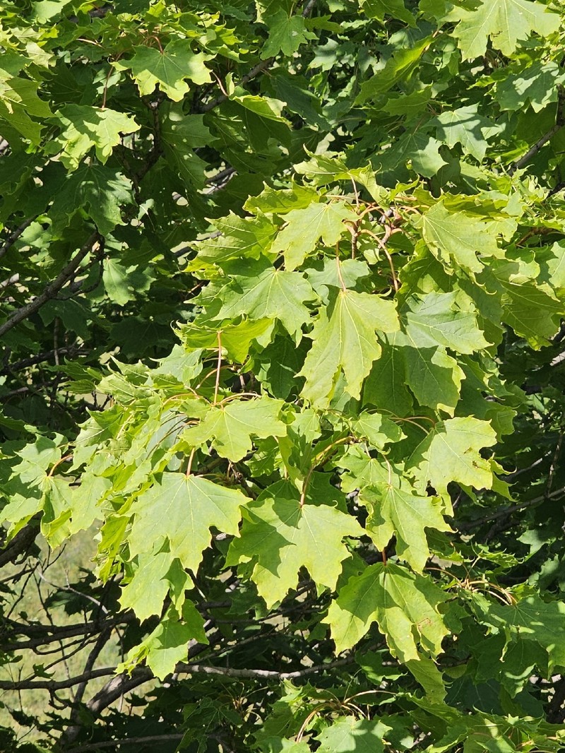 Acer platanoides subsp. platanoides photo 2