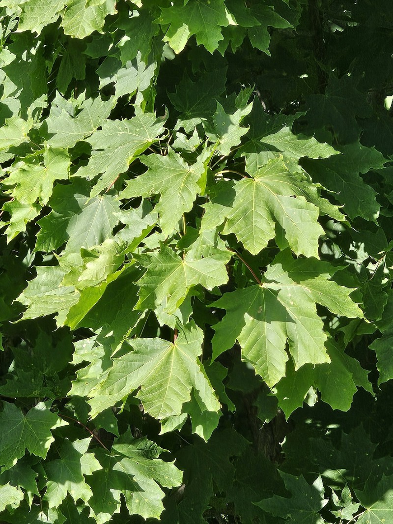 Acer platanoides subsp. platanoides photo 3