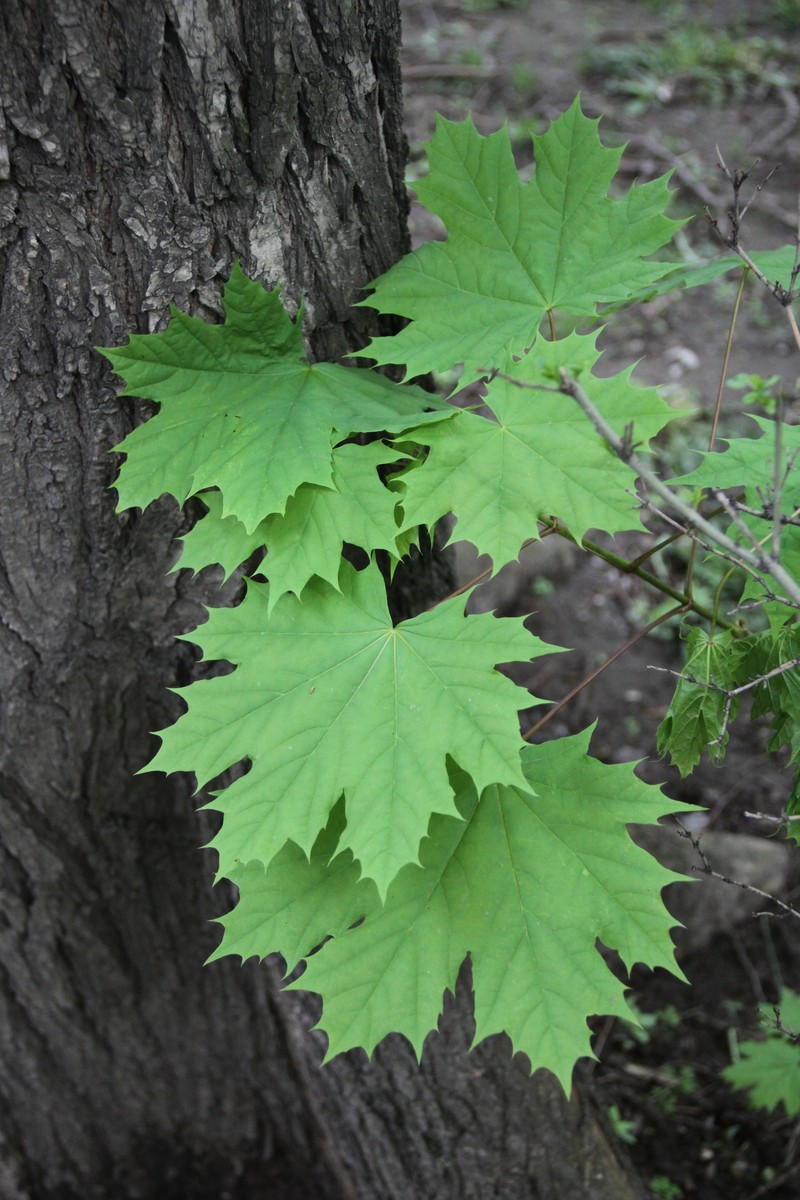 Acer platanoides subsp. platanoides photo 4