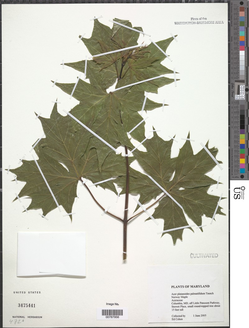 Acer platanoides subsp. platanoides photo 5