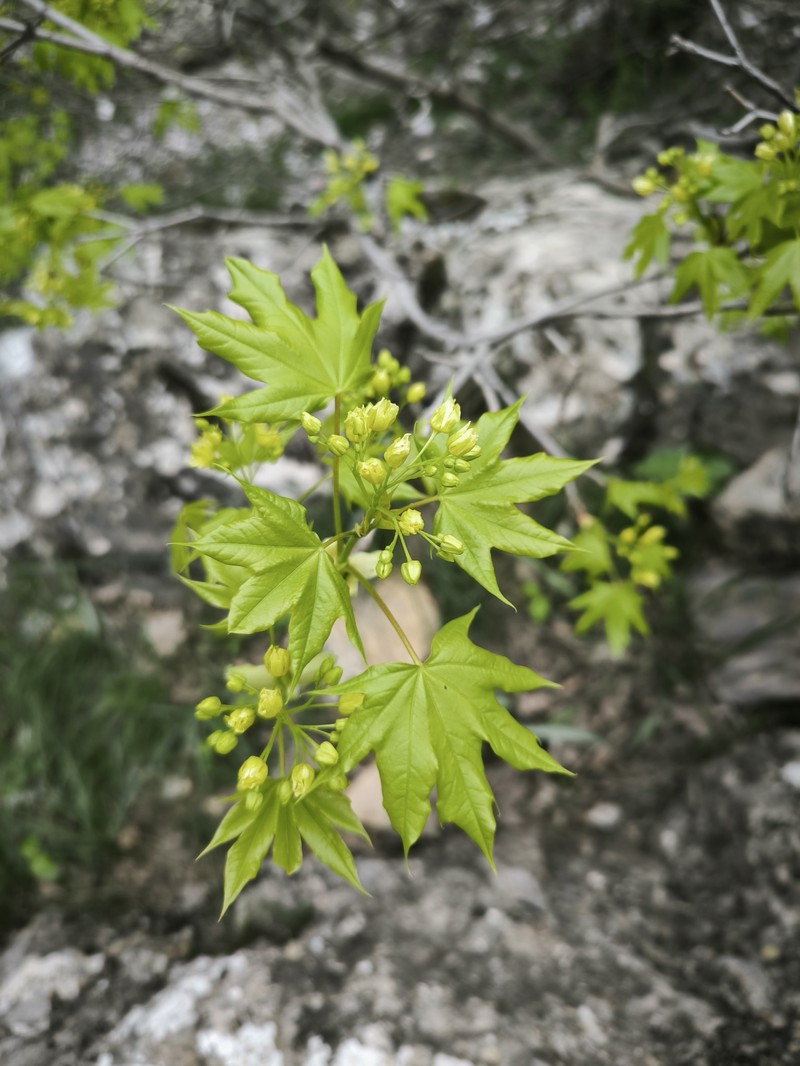 Acer platanoides subsp. turkestanicum