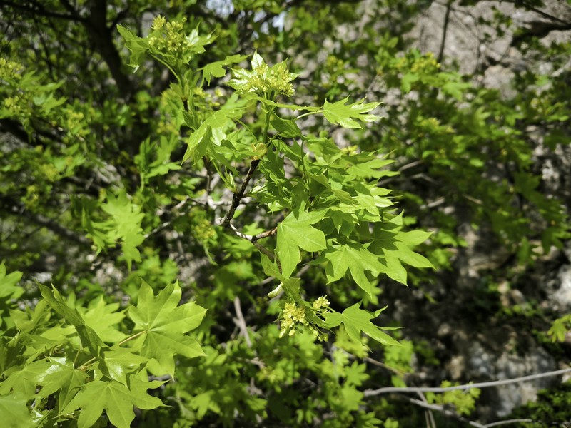 Acer platanoides subsp. turkestanicum photo 2