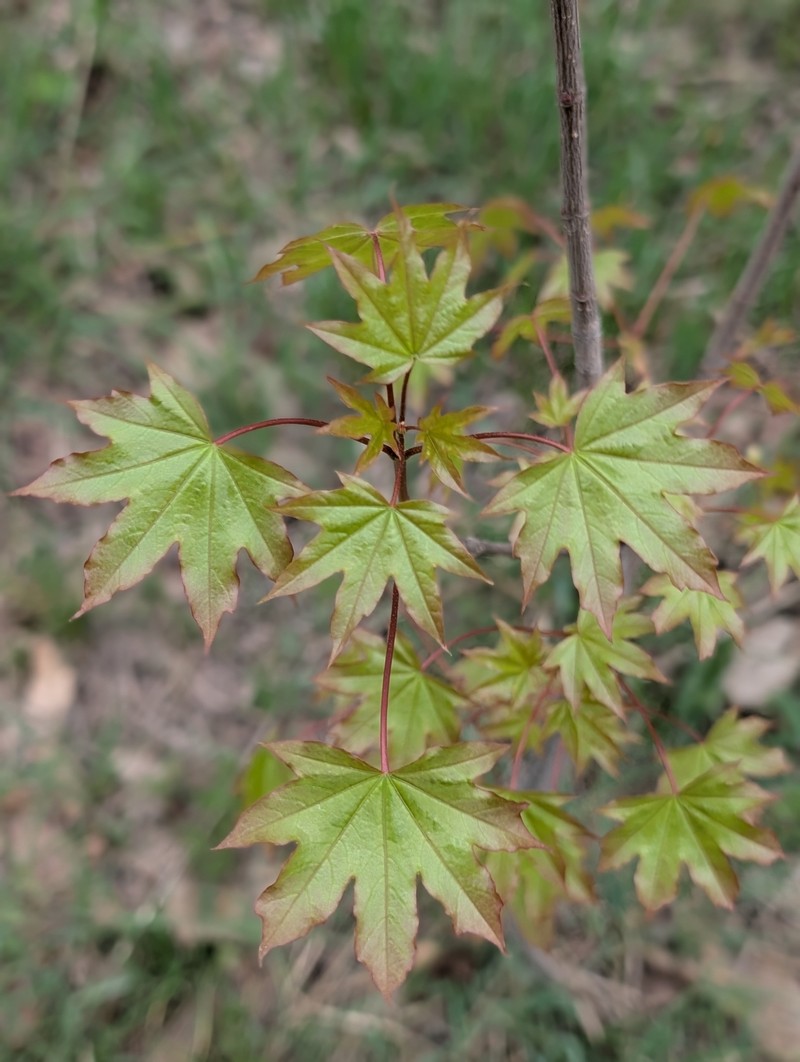 Acer platanoides subsp. turkestanicum photo 3