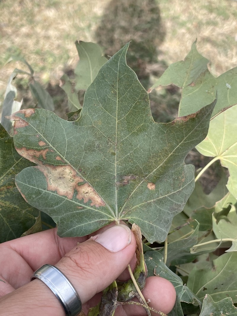 Acer platanoides subsp. turkestanicum photo 4