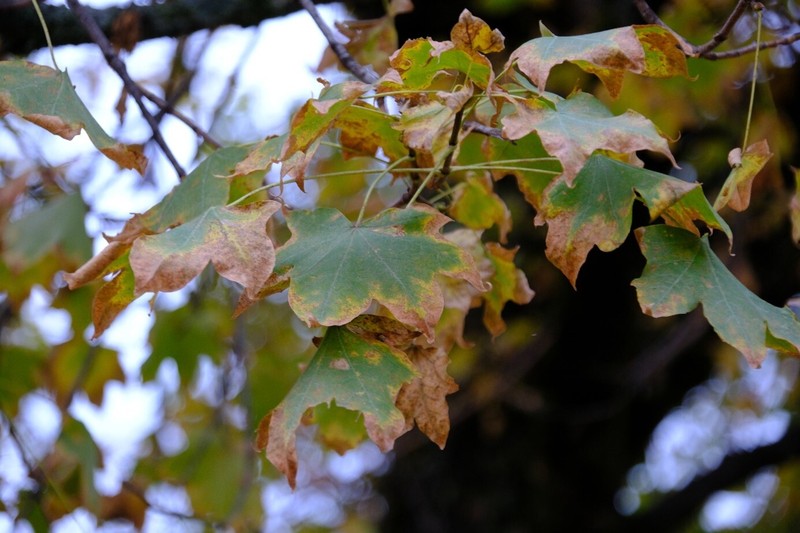 Acer platanoides subsp. turkestanicum photo 5