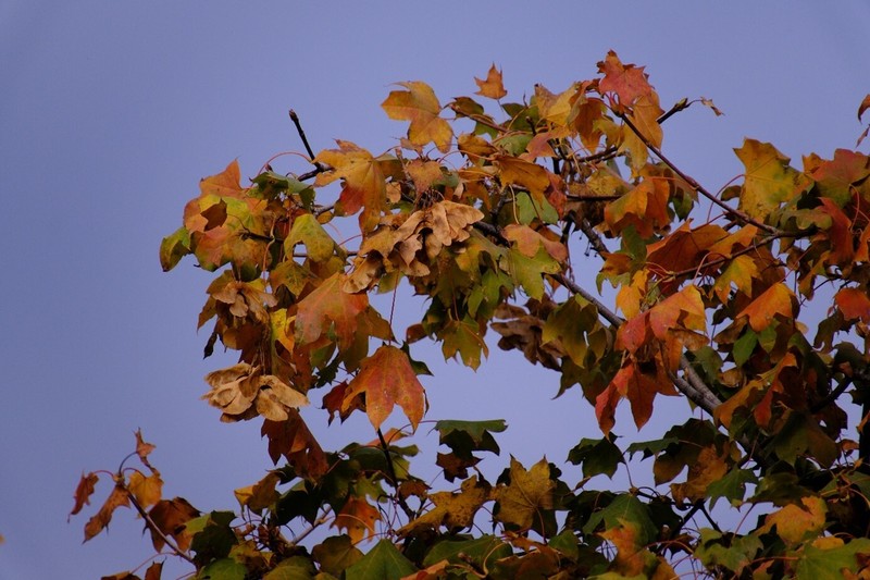 Acer platanoides subsp. turkestanicum photo 6
