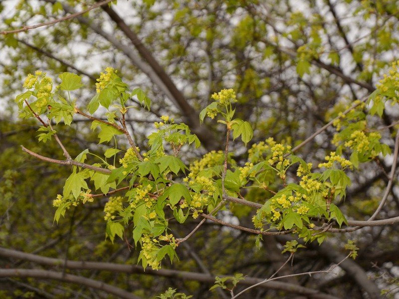 Acer platanoides subsp. turkestanicum photo 7