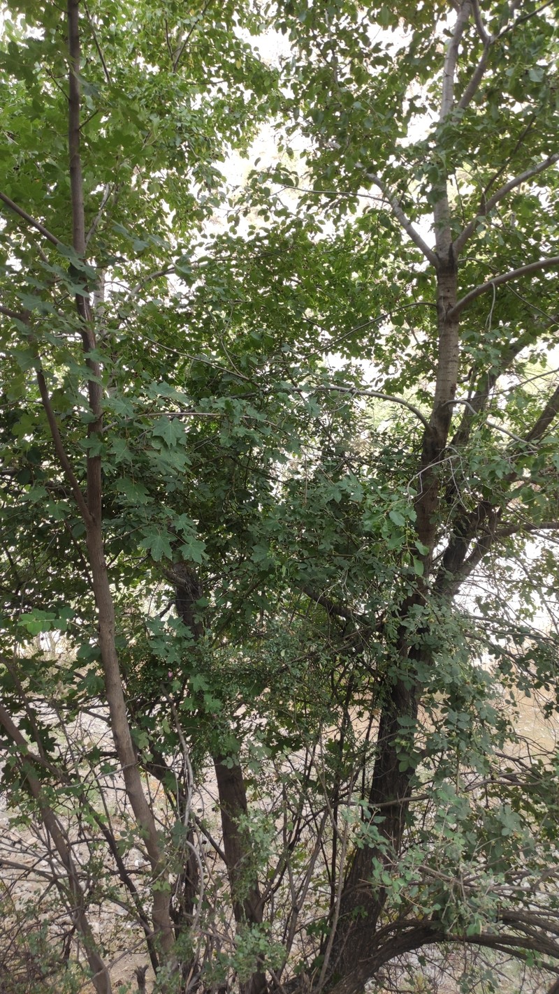Acer platanoides subsp. turkestanicum photo 8