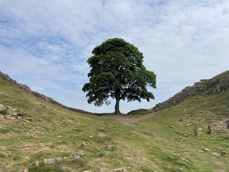 Sycamore Maple photo 7