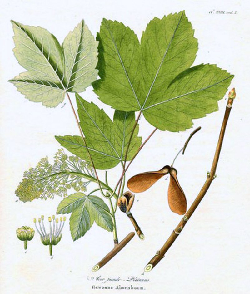Sycamore Maple photo 3