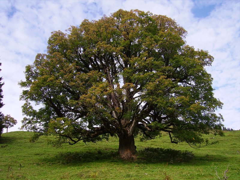 Sycamore Maple photo 4