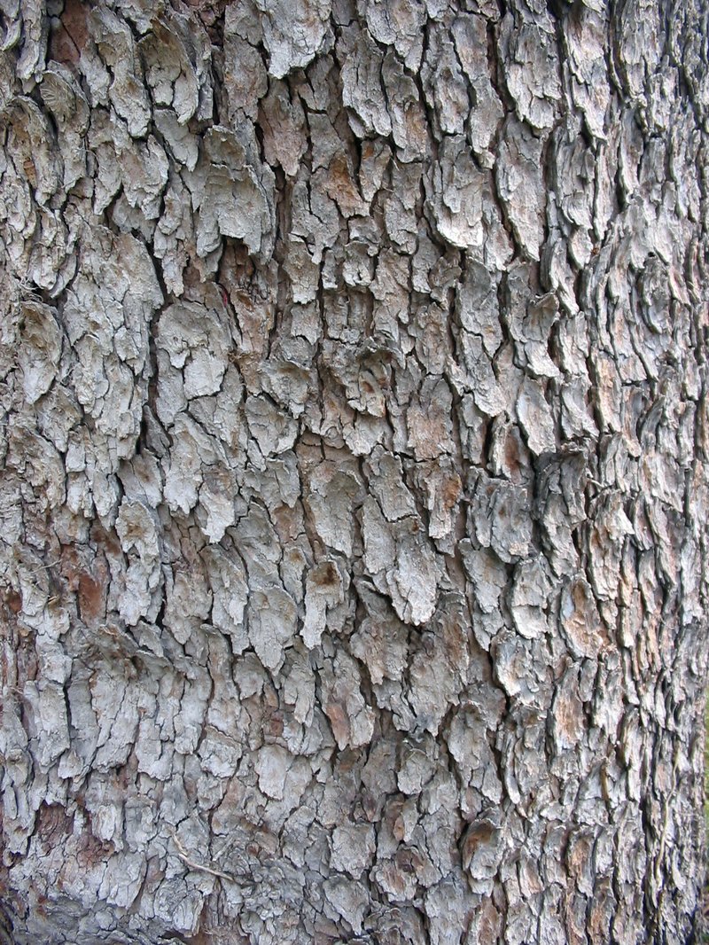 Sycamore Maple photo 5