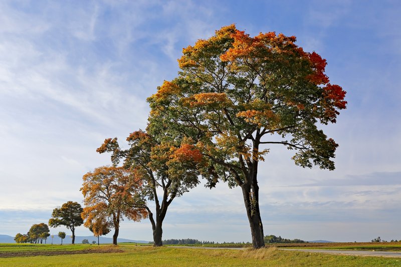 Sycamore Maple photo 6