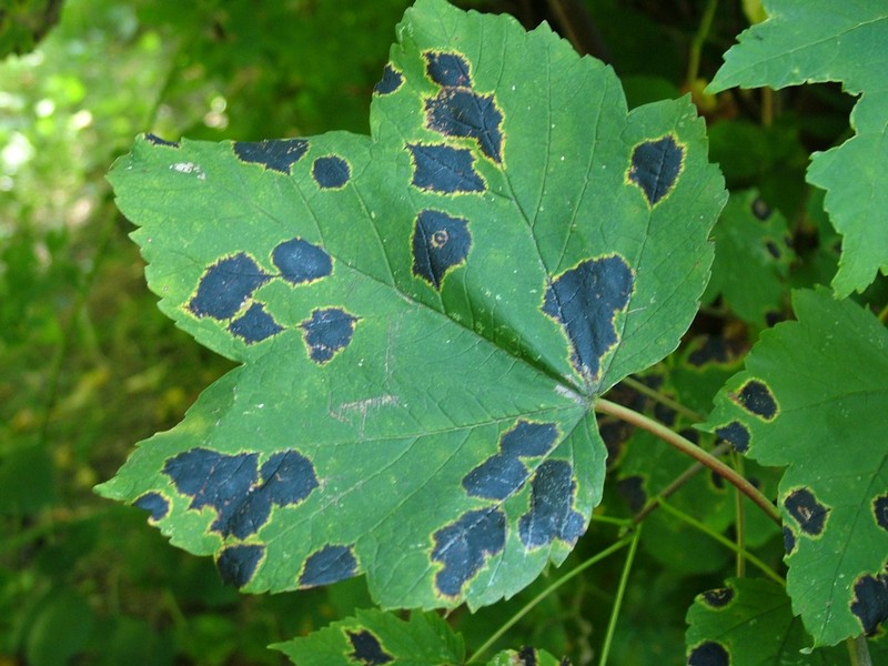 Sycamore Maple photo 8