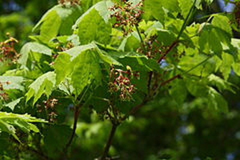 Acer pseudosieboldianum