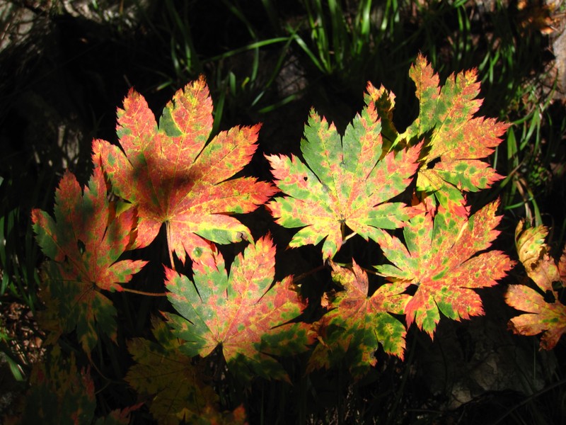 Acer pseudosieboldianum photo 2
