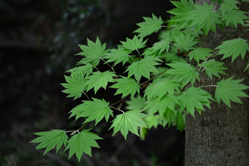 Acer pseudosieboldianum photo 3