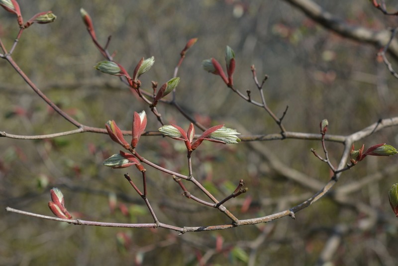 Acer pseudosieboldianum photo 4