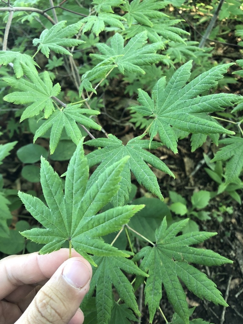 Acer pseudosieboldianum photo 5