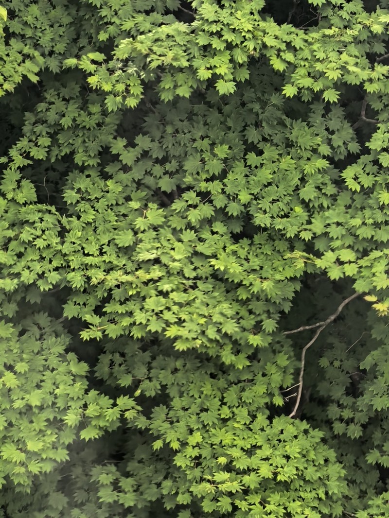 Acer pseudosieboldianum photo 6
