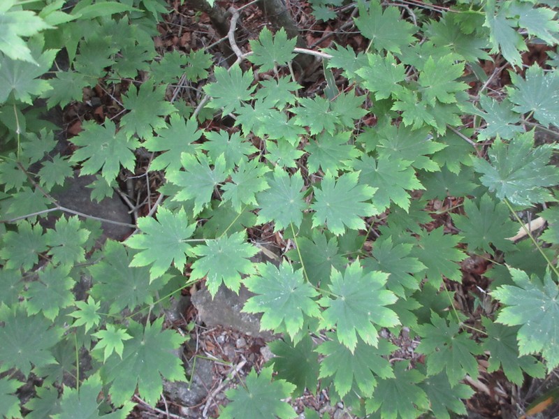 Acer pseudosieboldianum photo 7