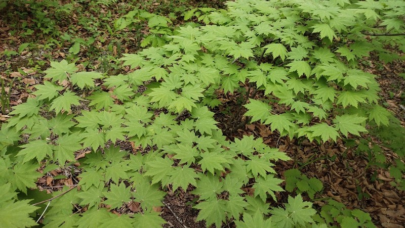 Acer pseudosieboldianum photo 8