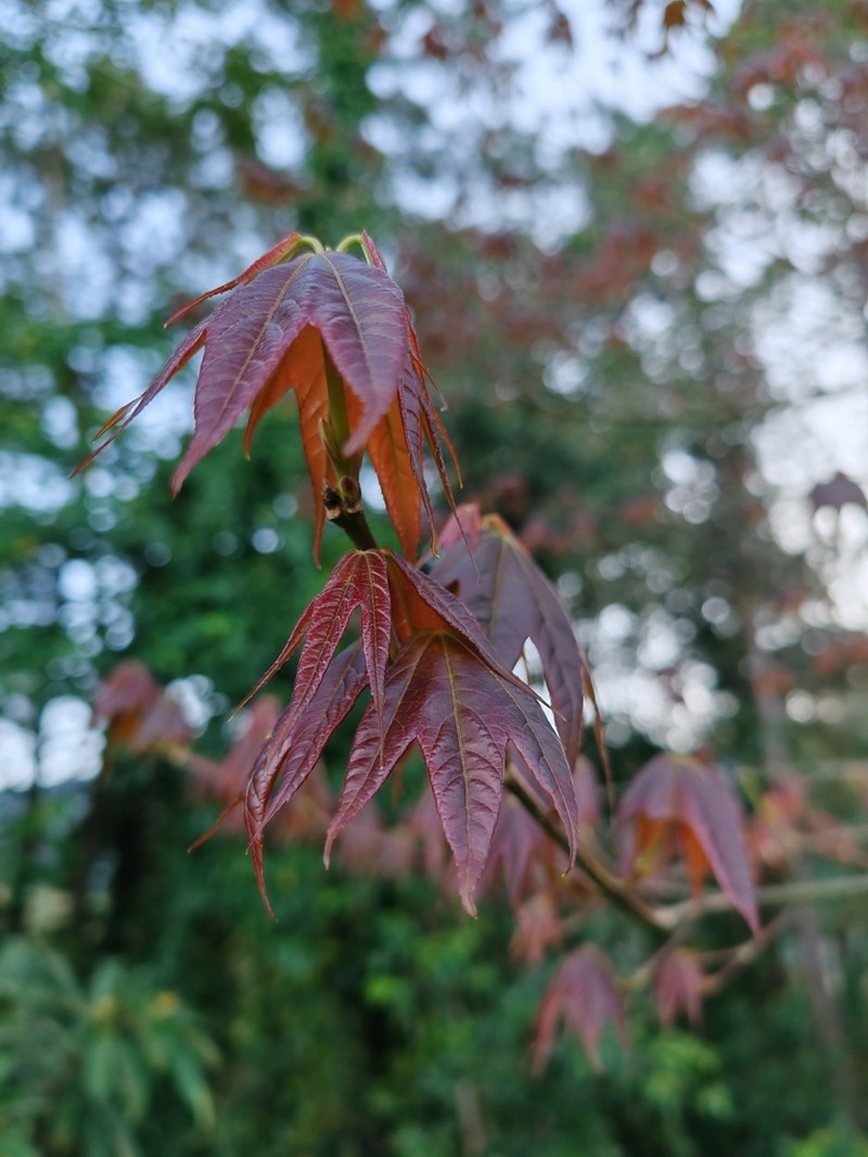 Acer pseudowilsonii photo 2
