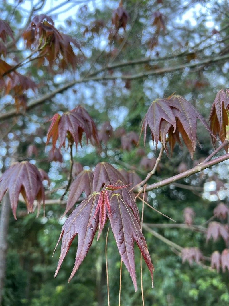 Acer pseudowilsonii photo 4