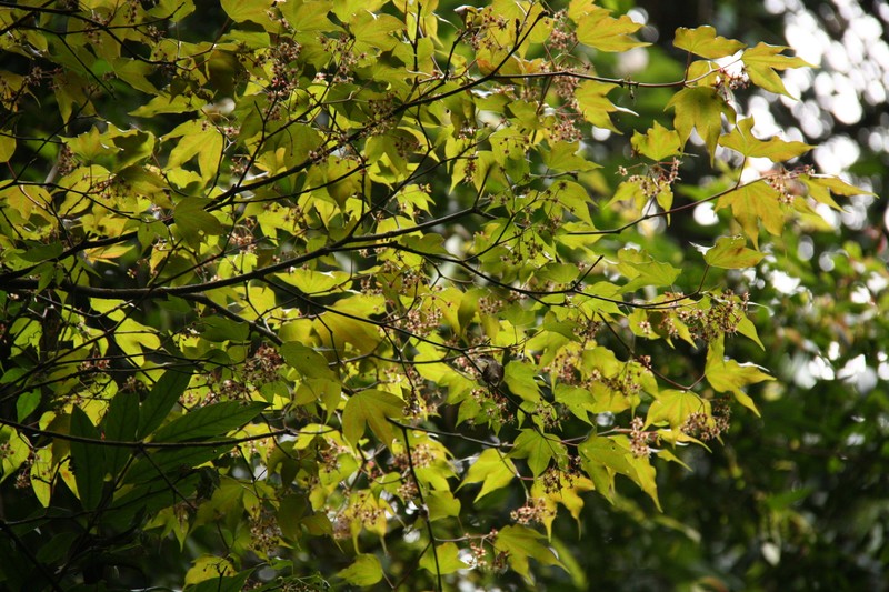 Acer pseudowilsonii photo 5